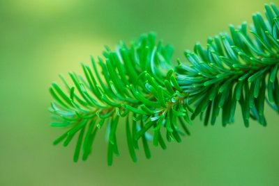 Abies veitchii 'Pendula' - jedle veitchova - jehlice